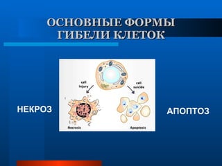 ОСНОВНЫЕ ФОРМЫ ГИБЕЛИ КЛЕТОК НЕКРОЗ АПОПТОЗ 