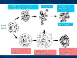 Живая клетка АПОПТОЗ: Клетка сжимается, хроматин конденсируется Разрушение Продукты распада уничтожаются лейкоцитами НЕКРОЗ: клетка набухает Клетка лопается, содержимое изливается Распад клетки и ядра вызывает воспаление Воспаления нет 