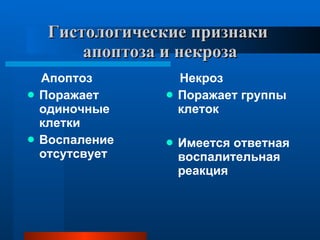 Гистологические признаки  апоптоза и некроза Апоптоз  Поражает одиночные клетки Воспаление отсутсвует Некроз  Поражает группы клеток Имеется ответная воспалительная реакция  