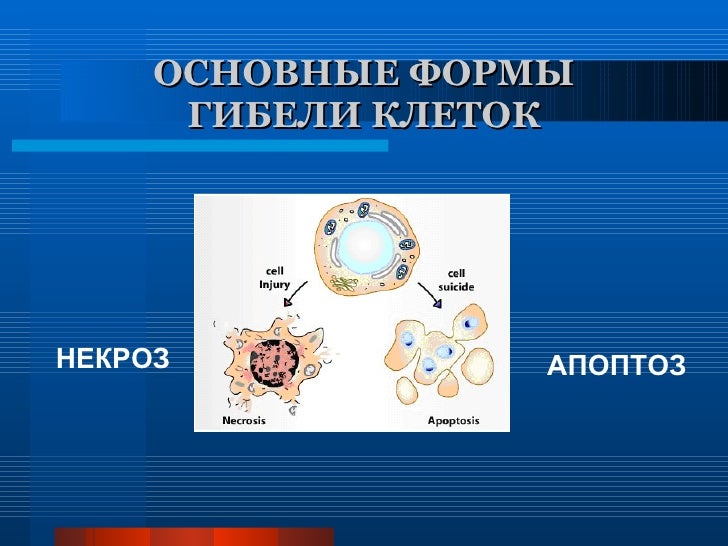 Презентация На Тему Апоптоз Клетки Презентация На Тему Апоптоз Клетки