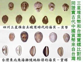 三星堆貝幣和台灣寶螺比對相同證實古代中國貨幣來自台灣 
