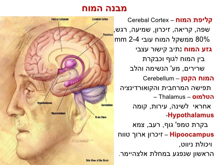 תחזוקת המוח (Hebrew)