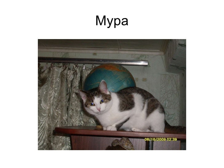 мура