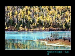 喀納斯自然保護區 --- 臥龍灣 