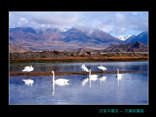 巴音布魯克 --- 天鵝保護區 