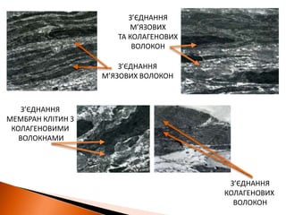 З’ЄДНАННЯМ’ЯЗОВИХТА КОЛАГЕНОВИХВОЛОКОНЗ’ЄДНАННЯМ’ЯЗОВИХ ВОЛОКОНЗ’ЄДНАННЯ МЕМБРАН КЛІТИН ЗКОЛАГЕНОВИМИ ВОЛОКНАМИЗ’ЄДНАННЯКОЛАГЕНОВИХ ВОЛОКОН