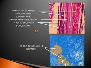 МУКОПОЛІСАХАРИДИЗАПОВНЮЮТЬЩІЛИНИ МІЖЗВАРЕНИМИМ’ЯЗОВИМИТА КОЛАГЕНОВИМИВОЛОКНАМИЛІПІДИ ЗОСЕРЕДЖЕНІВ КРАПЛІ