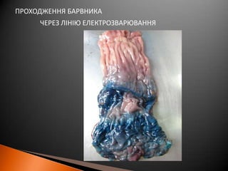 ПРОХОДЖЕННЯБАРВНИКАЧЕРЕЗ ЛІНІЮЕЛЕКТРОЗВАРЮВАННЯПРОРОСТАННЯ СУДИН