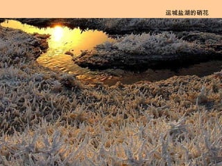 运城盐湖的硝花 