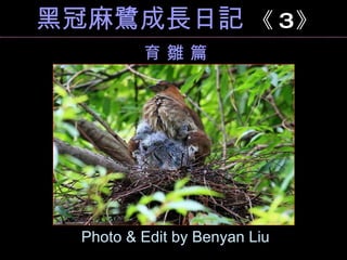 黑冠麻鷺成長日記  《 3 》 Photo & Edit by Benyan Liu 育 雛 篇 