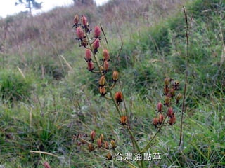 台灣油點草 