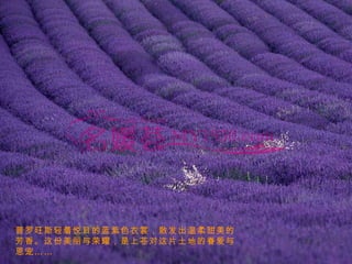 普罗旺斯轻着悦目的蓝紫色衣裳，散发出温柔甜美的芳香。这份美丽与荣耀，是上苍对这片土地的眷爱与恩宠…… 