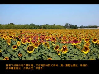 艳阳下招摇的向日葵花海，正与南部的阳光争艳，满山遍野地盛放，艳丽的色泽肆意奔放，占领山峦、平原… . 