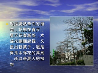 他是屬熱帶性的植物，花期在春天，夏天花漸漸落，木棉花翩翩起舞，又長出新葉子，這是算是木棉花的高潮，所以是夏天的植物 