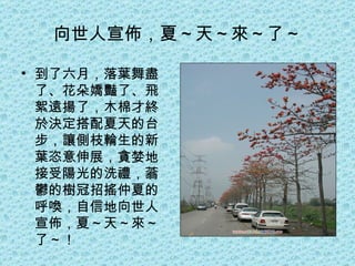 向世人宣佈，夏～天～來～了～ 到了六月，落葉舞盡了、花朵嬌豔了、飛絮遠揚了，木棉才終於決定搭配夏天的台步，讓側枝輪生的新葉恣意伸展，貪婪地接受陽光的洗禮，蓊鬱的樹冠招搖仲夏的呼喚，自信地向世人宣佈，夏～天～來～了～！  