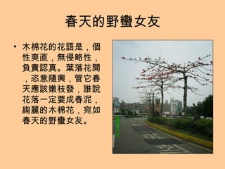 春天的野蠻女友 木棉花的花語是，個性爽直，無侵略性，負責認真。葉落花開，恣意隨興，管它春天應該嫩枝發，誰說花落一定要成春泥，絢麗的木棉花，宛如春天的野蠻女友。 