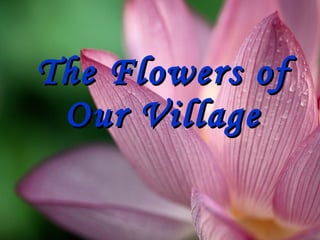 The Flowers of Our Village 