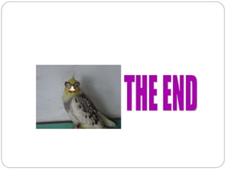 THE END 