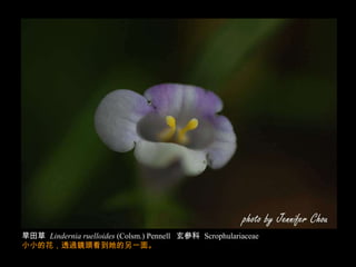 台灣小野花