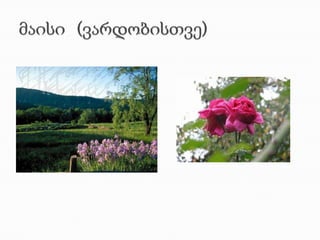 მაისი  (ვარდობისთვე)