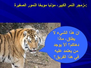        زمجر النمر الكبير ،  مؤنبا موبخا النمور الصغيرة :- ان هذا الشيء لا يطاق، ماذا دهاكم؟  ألآ يوجد من يعتمد عليه في هذا الفريق ؟ 
