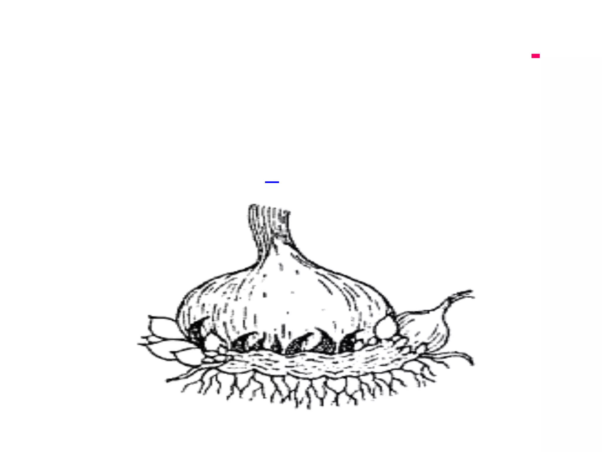 5- الفكوك ( البزوز)عبارة عن نمو براعم مكتنزة وخارجة علي كورمه النبات أو من قاعدة الساق تحت سطح التربة وقبل أن تنفرج أوراق هذه البراعم . كما في حالة الموز – القلقاس والخرشوف.