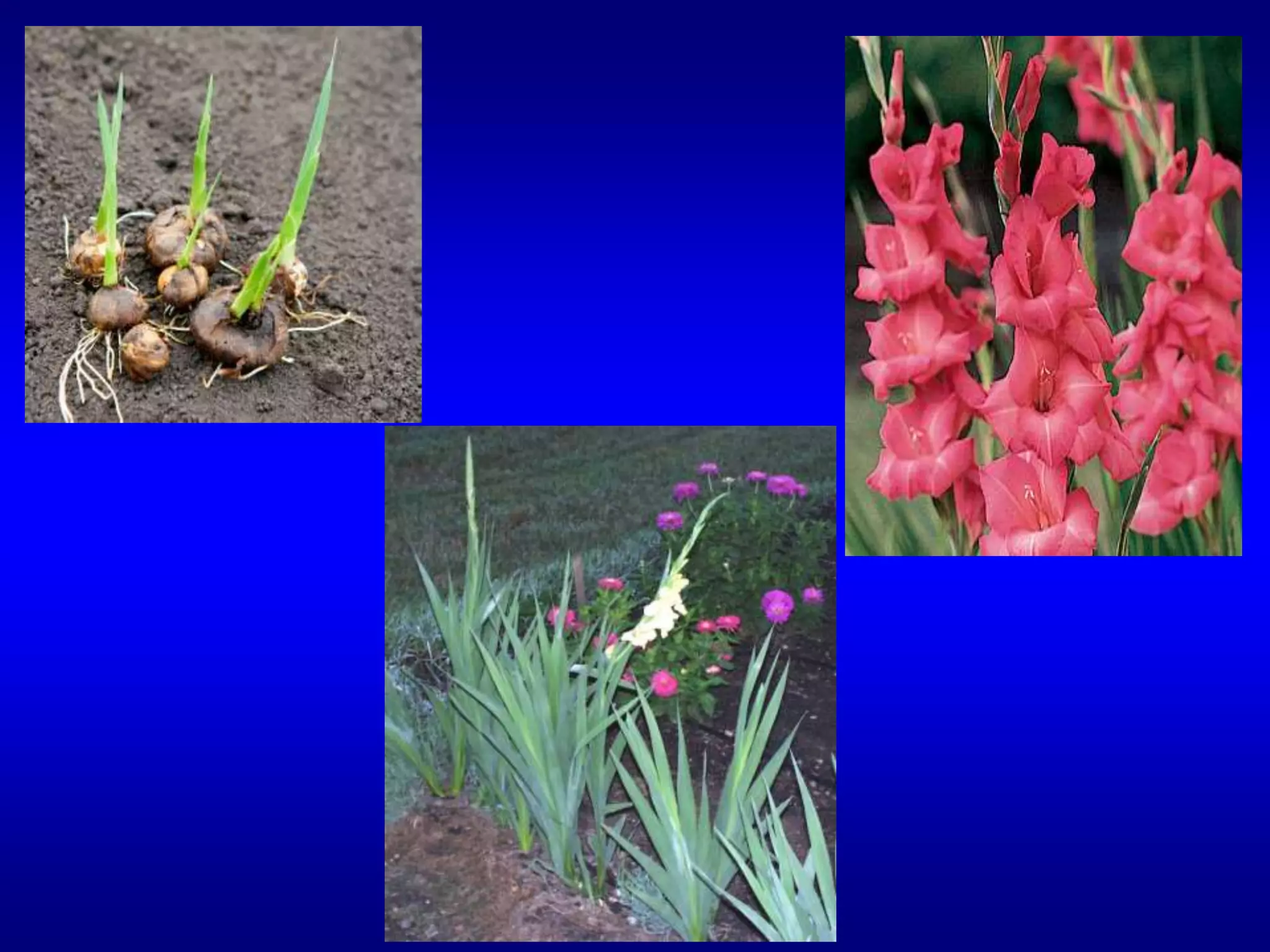 نبات الجلاديولس