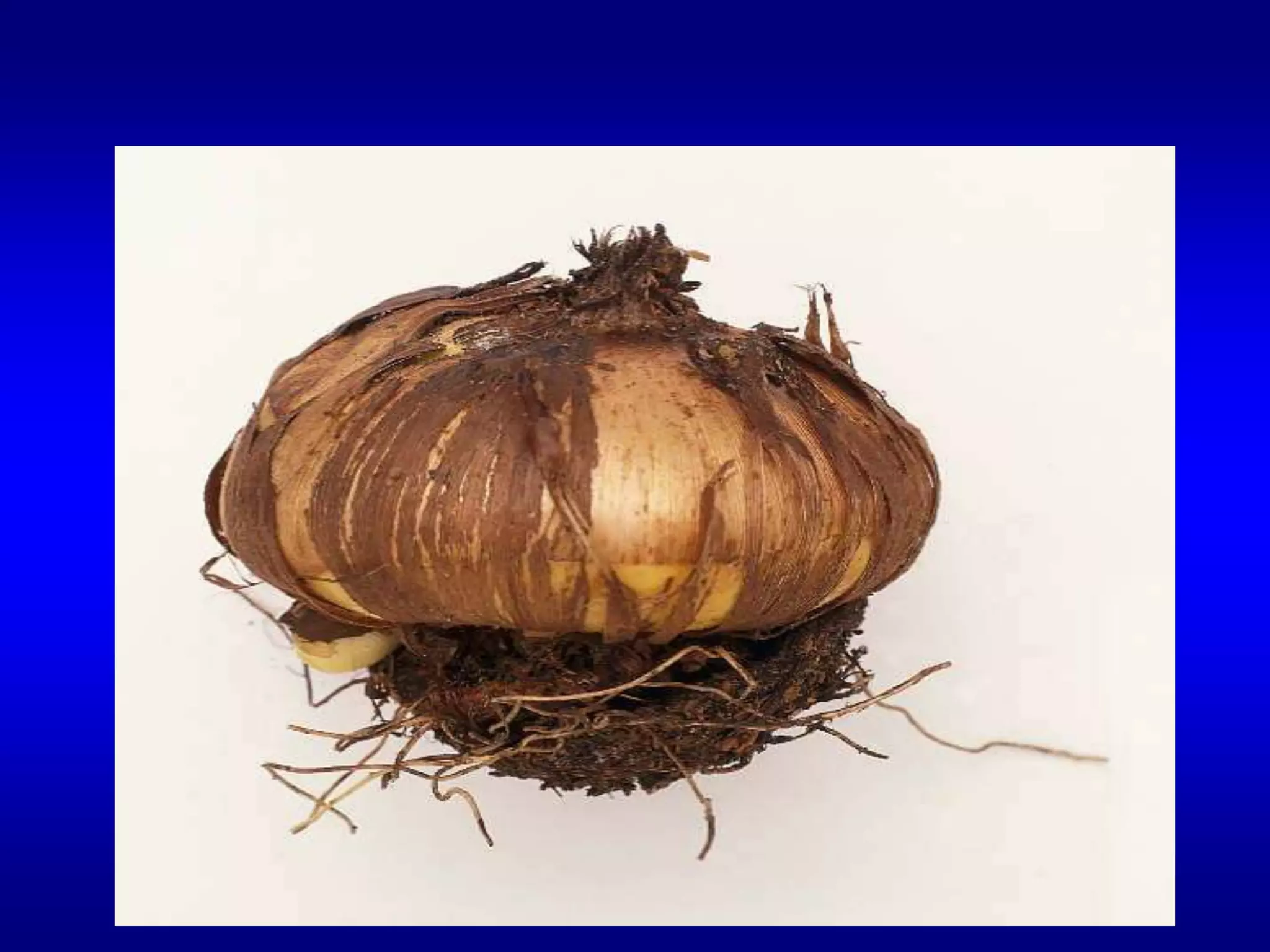 كورمه الجلاديولس