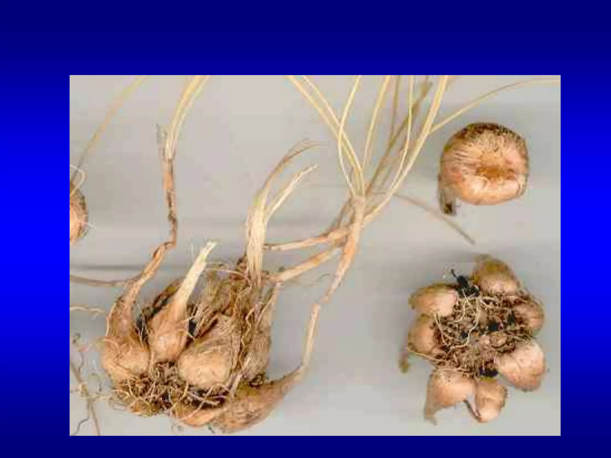 كورمه الكروكس