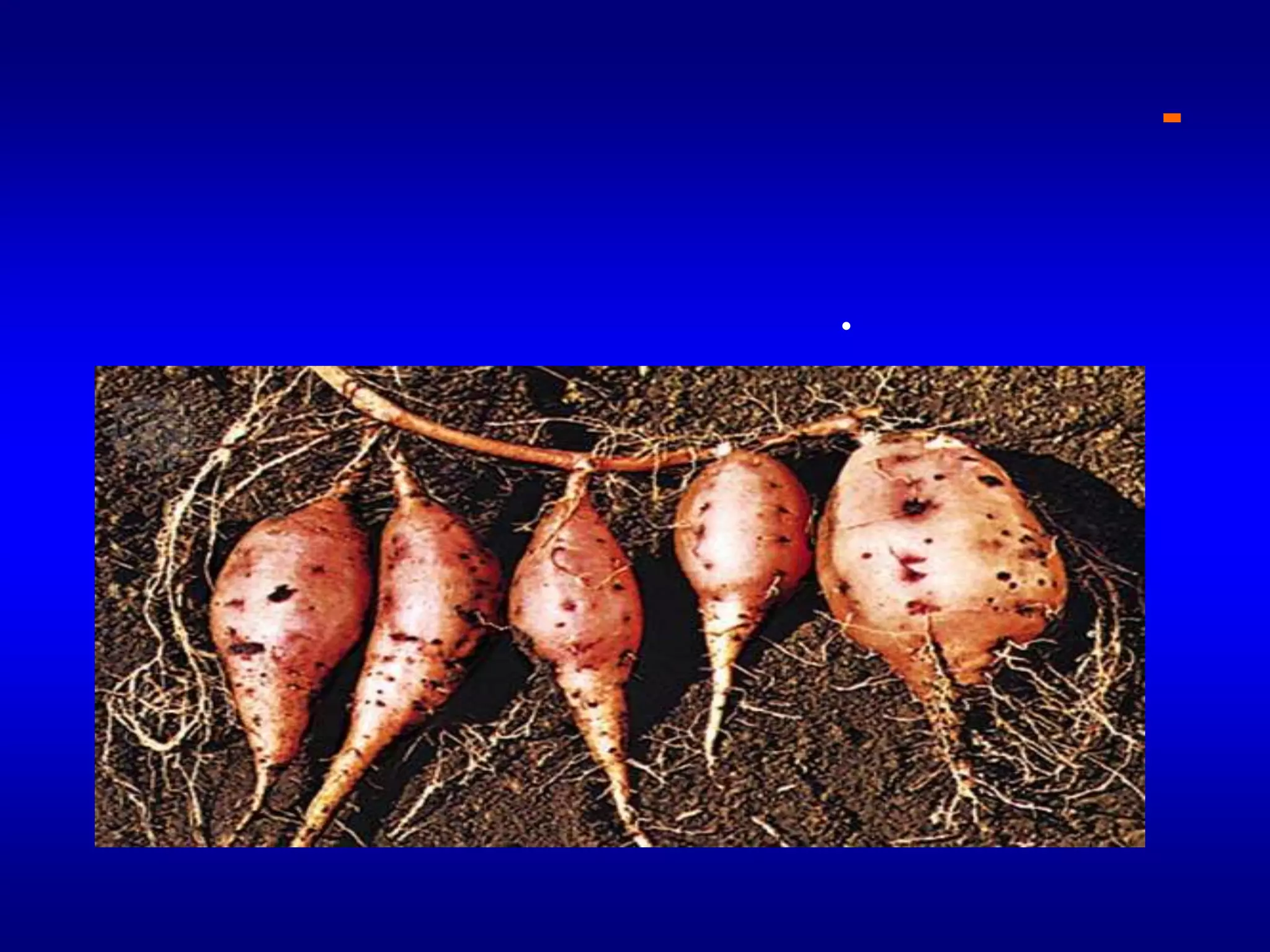 8- الجذور الدرنيةوهي جذور لحمية منتفخة تخزن الغذاء كما البطاطا . وتتكون البراعم العرضية بسهولة عليها.