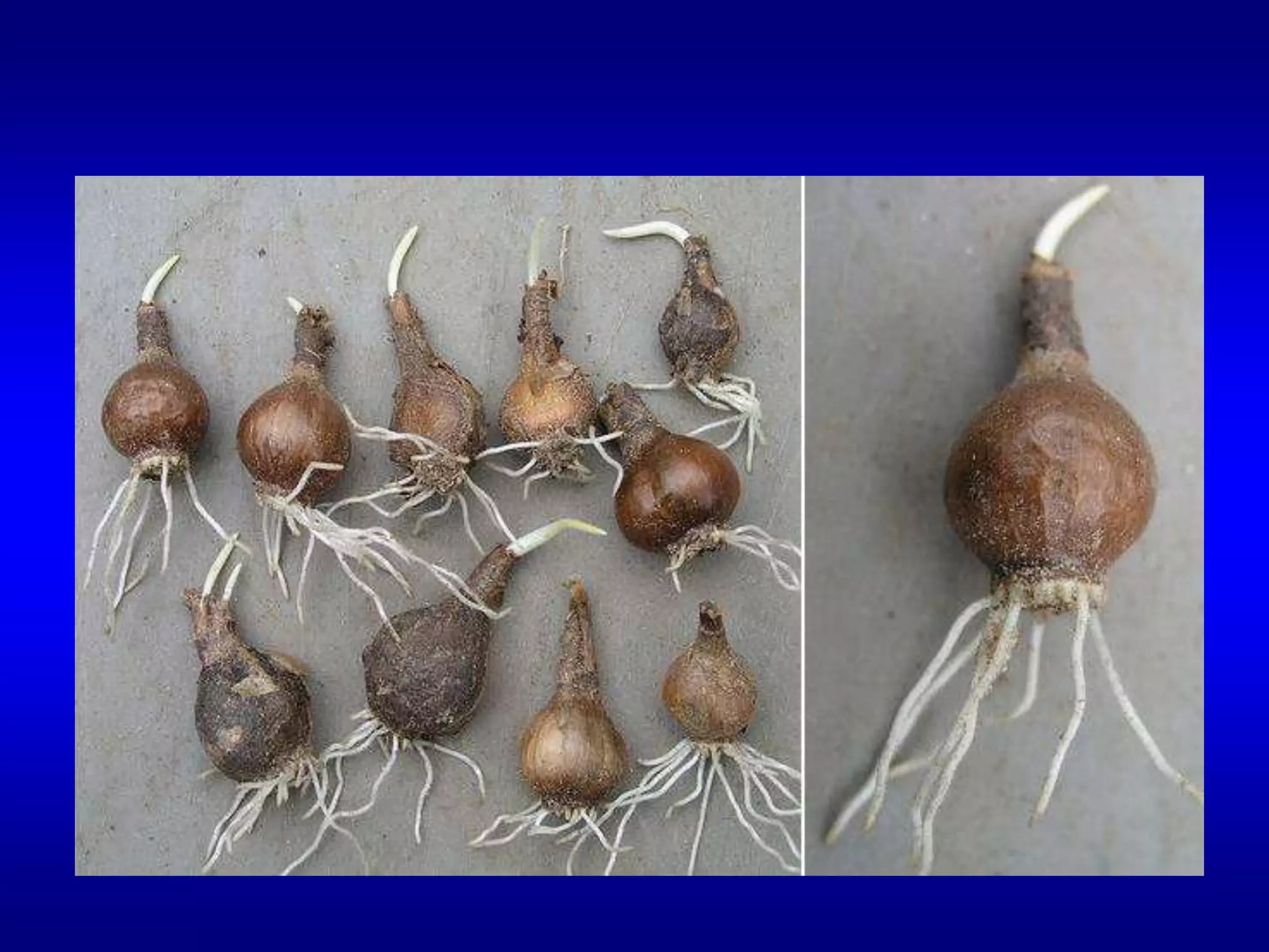 أبصال النرجس