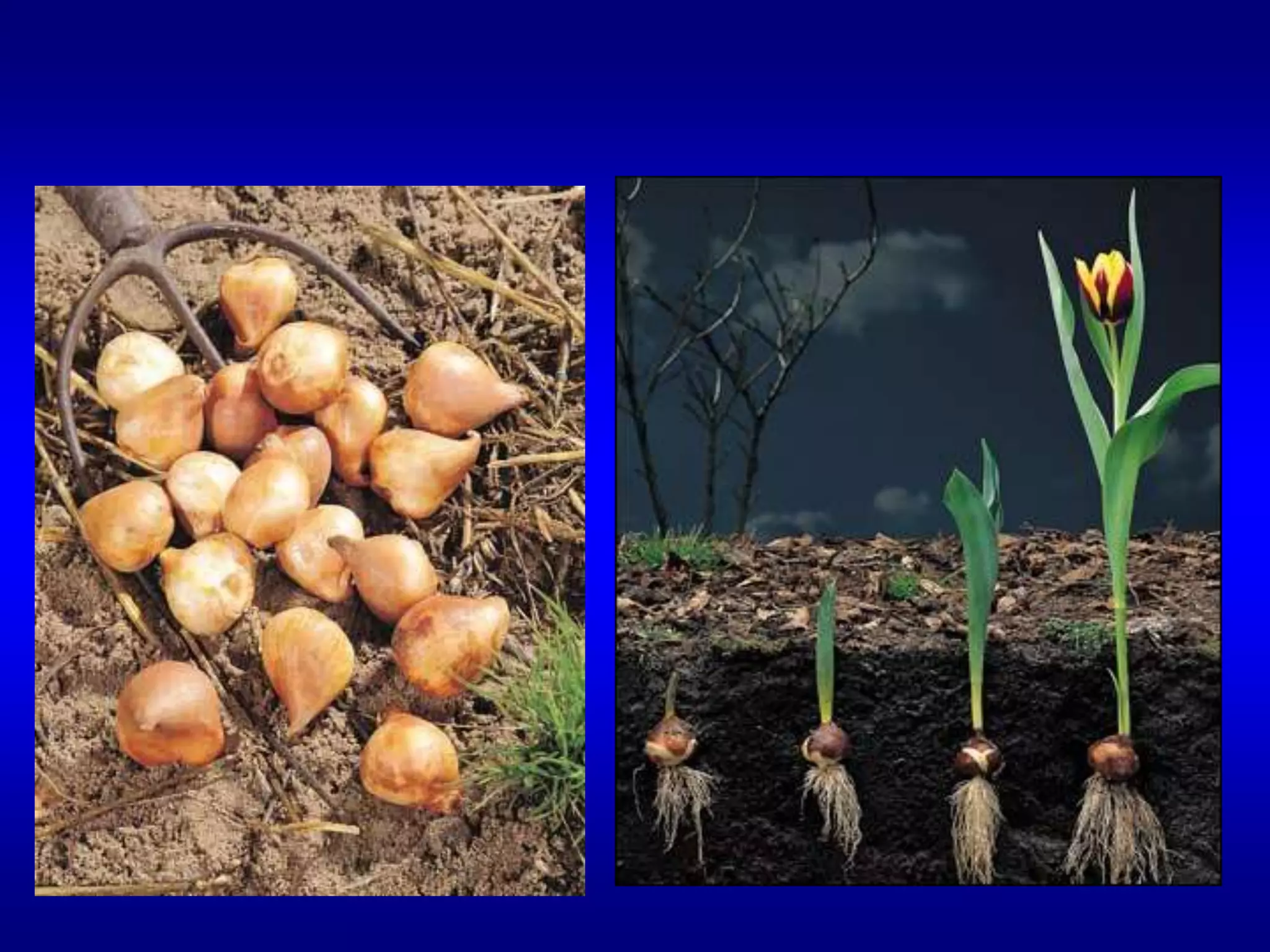 أبصال التيوليب