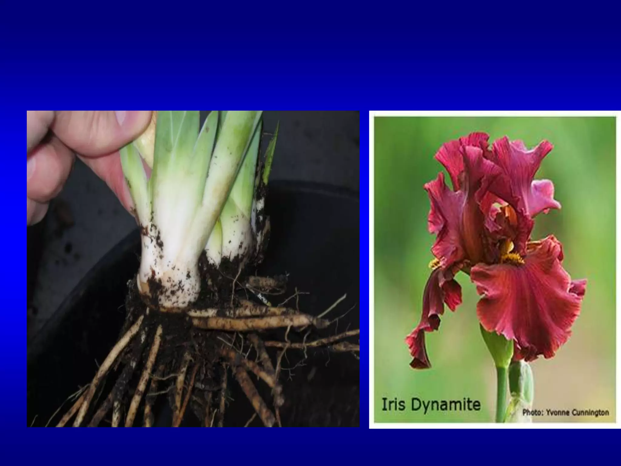 أبصال الإيرس