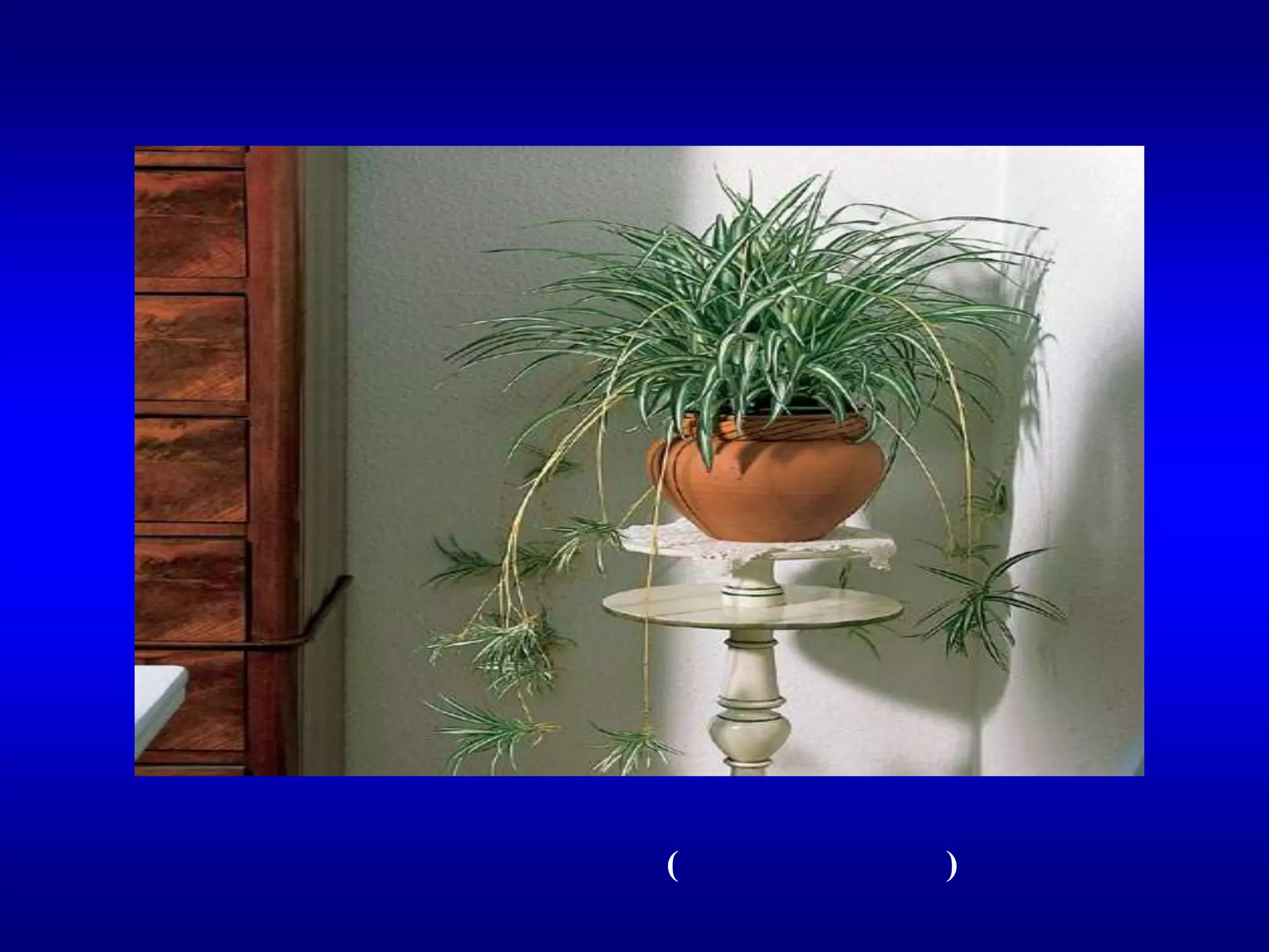 بلابل الفلانجيومالاجزاء المدلاة لأسفل هى البلابل يتضح عليها جذور هوائية اذا صادفت التربة او التصقت بها تكونت جذور النبات ) من اسهل طرق التكاثر(