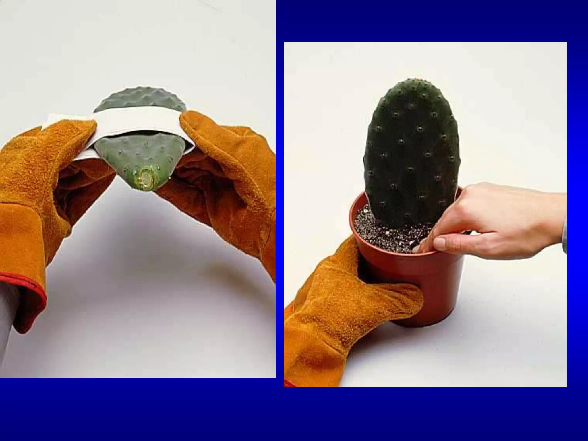 استخدام الكف (اللوح) بكاملة للتكاثر ويمكن تقطيعة لاجزاء