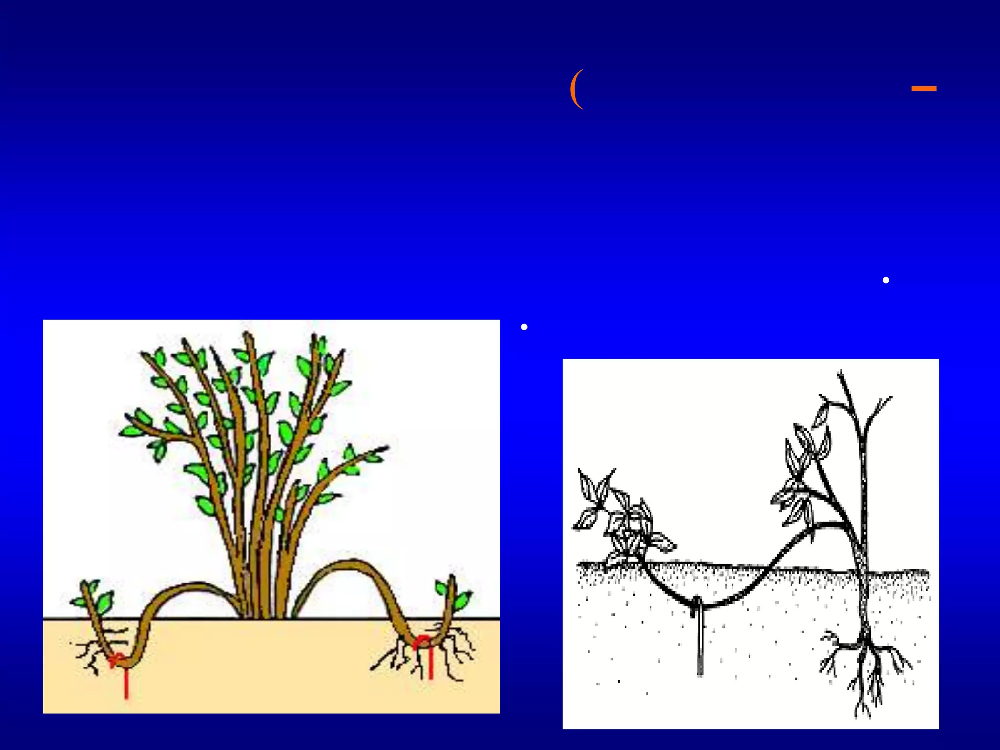 أ–الترقيد العادي (البسيط (في هذا النوع من الترقيد يتم ثني الفرع وتغطيته بالتربة بحيث يكون له برعم طرفي فوق سطع الأرض . ويثبت المثني تحت سطح التربة بواسطة مشكة . وتجري هذه العملية في الربيع ويفصل عن الأم في الخريف كما في حالة العنب والتين والرمان والتفاح.