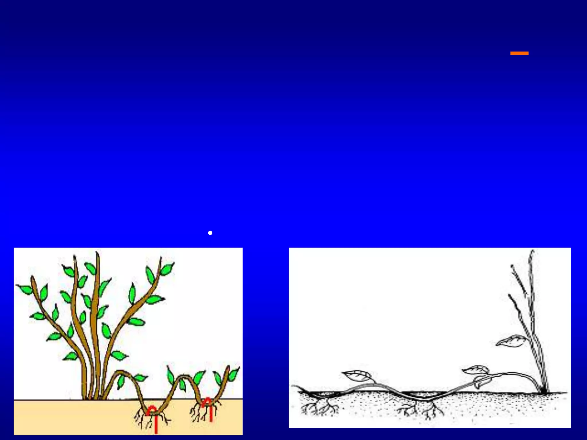 جـ–الترقيد اللولبيويجري بتغطية الفرع المراد ترقيده بالتربة عند أماكن عديدة بالتبادل مع أماكن أخري غي رمغطاة من هذا الفرع ويوالي الري فتخرج نموات جديدة عند النقط المغطاة بالتربة حيث يمكن فصل هذه النموات بعد أن يتكون لها مجموع جذري ويمكن اتباع هذه الطريقة في الياسمين والوستريا والايبوميا.