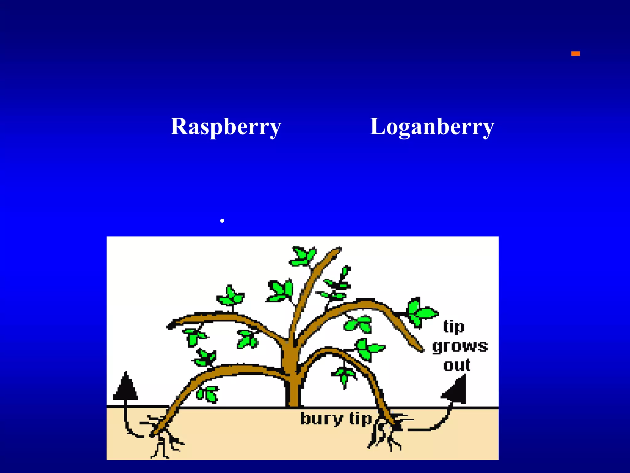 3- الترقيد الطرفيوهو نوع غير شائع الاستعمال حيث يستعمل في بعض النباتات القليلة مثل لوجانبرىLoganberry ، راسبري Raspberry حيث أن أفرع هذه النباتات تنحني بطبيعتها علي الأرض وتغطي أطرافها بالتربة وبذلك تتكون جذور علي هذه الأطراف وتخرج أفرخ من هذه البراعم المطمورة وتتكون عليها جذور أيضا . ثم تفصل هذه النباتات وتزرع.