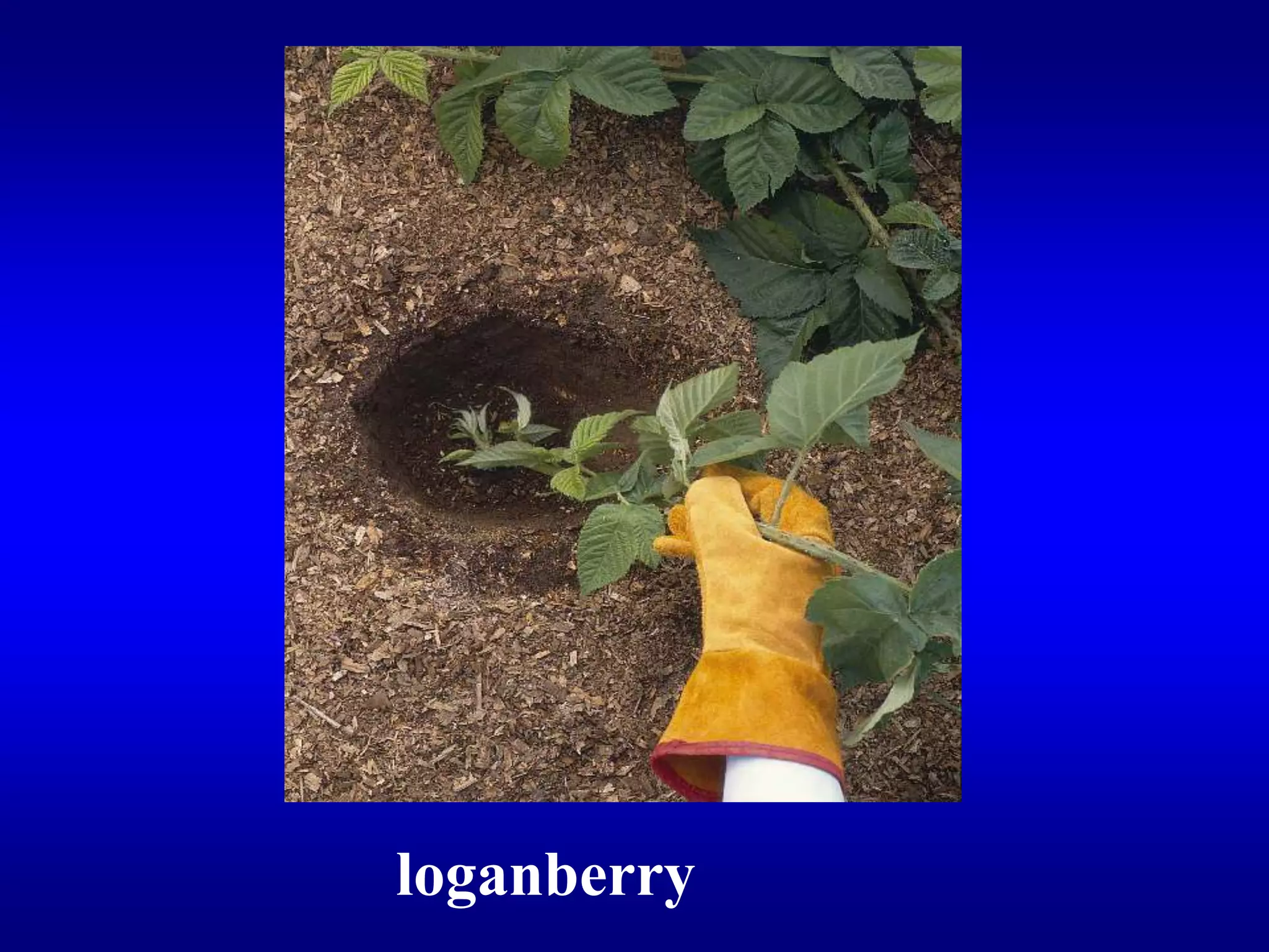 غرس قمة الفرع لل loganberry فى الخندق