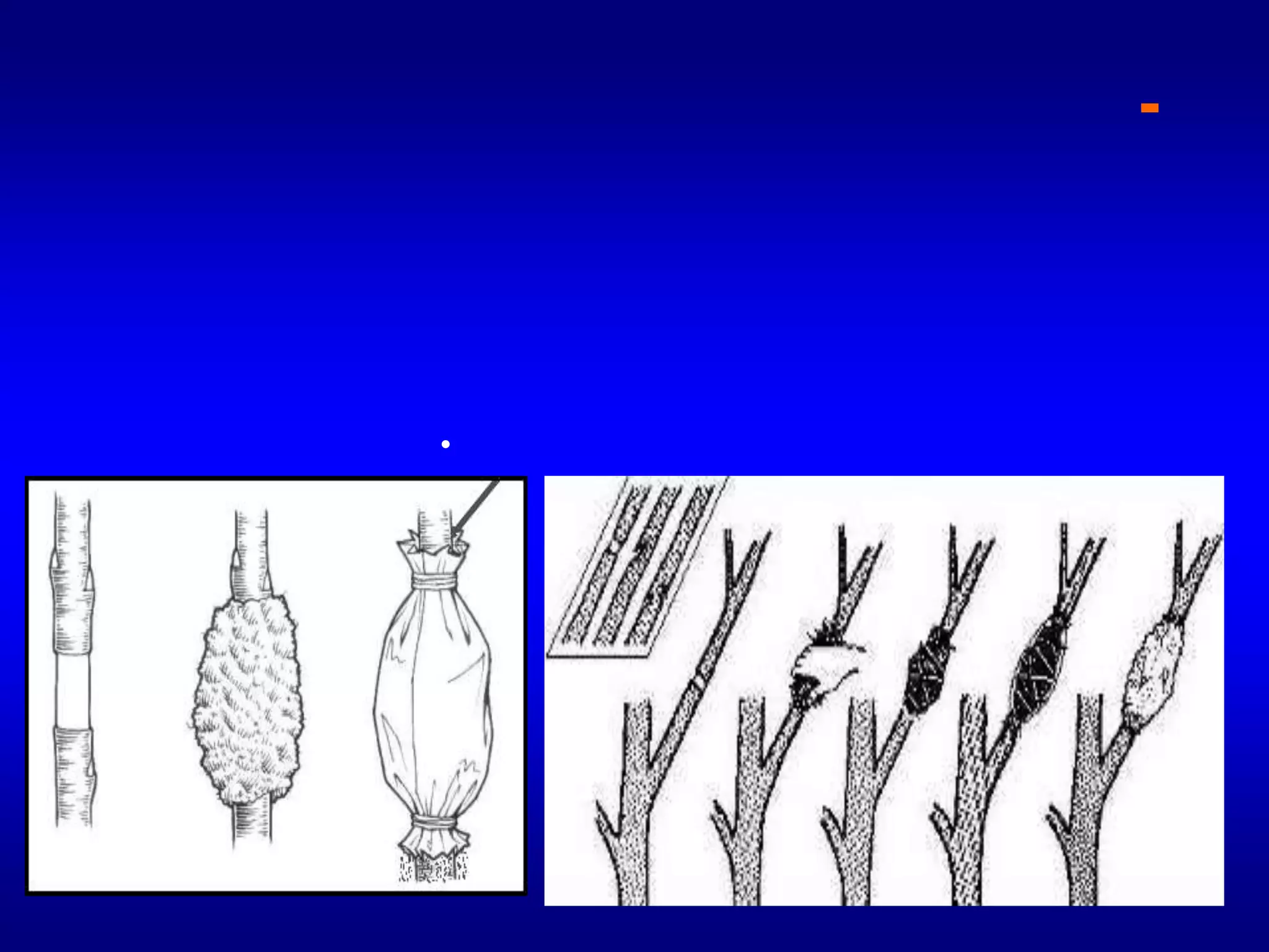 4-الترقيد الهوائيويستعمل فيها أنواع خاصة من الأقماع وقد تستعمل أكياس بولي ايثيلين . تملأ بالمواد الدبالية أو طحالب أو تربة مع سماد بلدي ثم تطبق علي أحد أفرع النبات بحيث يكون محلقا ويوالي بالترطيب فينمو علي الجزء المغطي جذور . تقطع هذه الترقيده بعد ذلك وتزرع كنبات مستقل ويستعمل بكثرة في الوستريا والهبسكس الكروتن والدراسينا والفيكس.