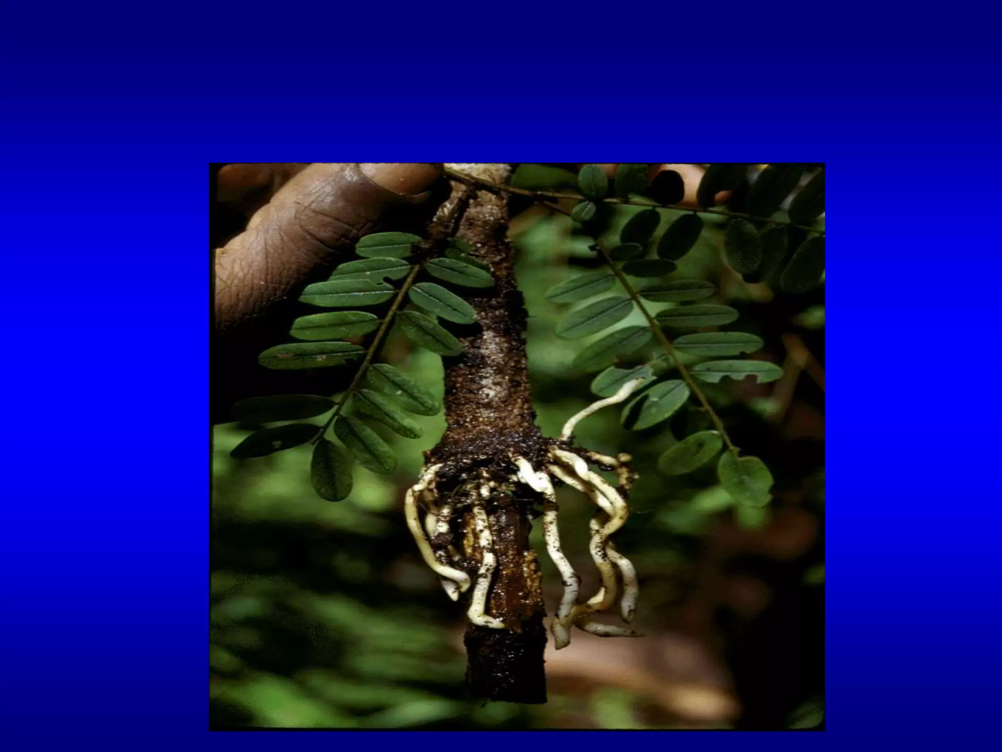 خطوات اجراء لترقيد الهوائى يتضح كيفية ازالة جزء من القلف وتكويم بيئة تكوين الجذور ثم اللف