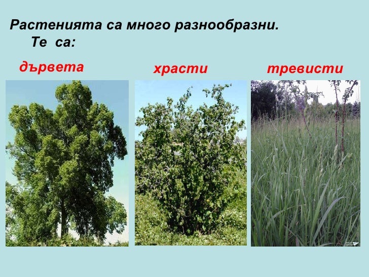 групи растения