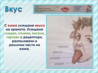 нашите сетива | PPT