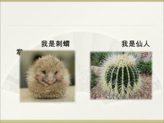 我是刺蝟  我是仙人掌 