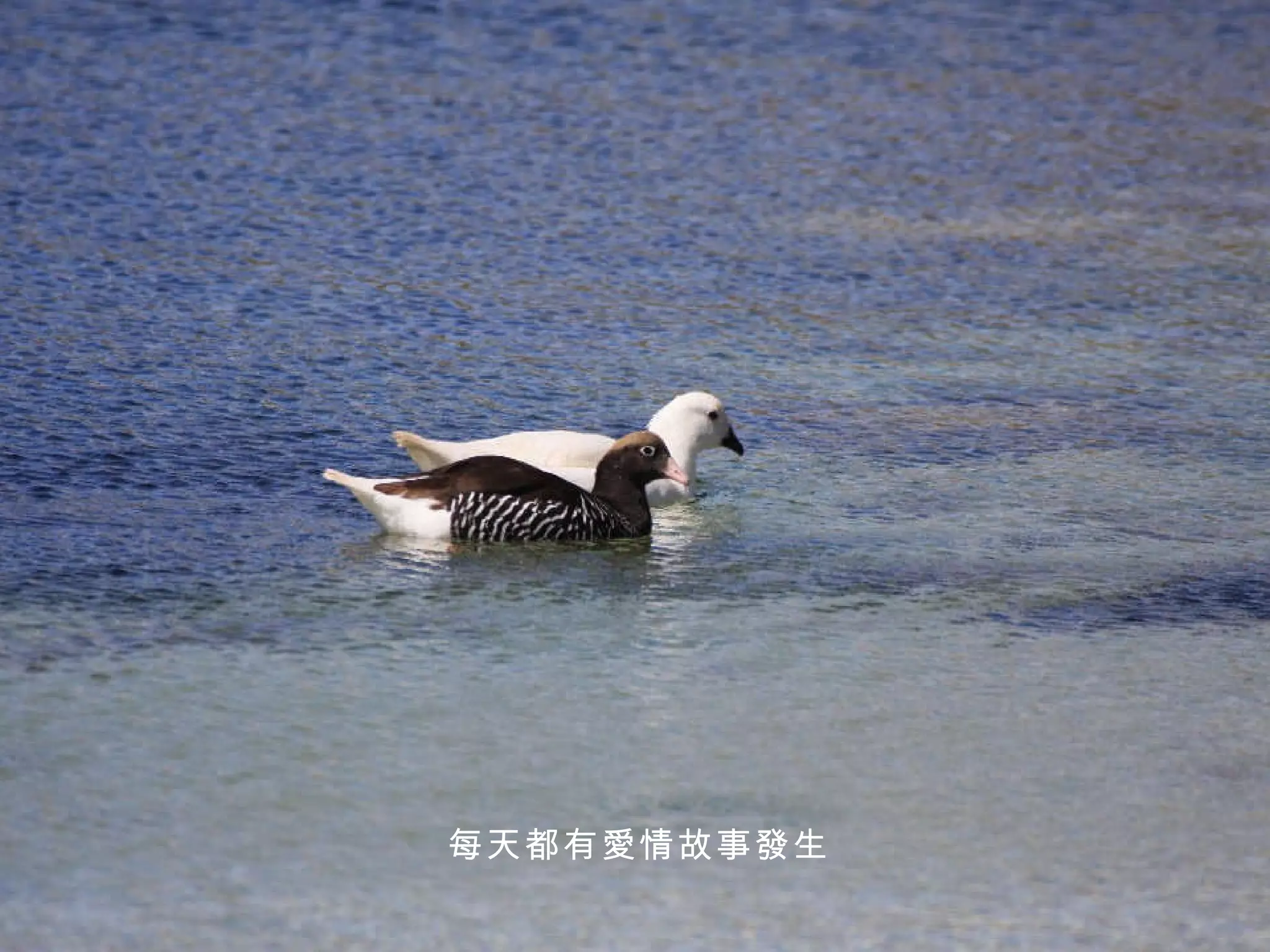 每天都有愛情故事發生 