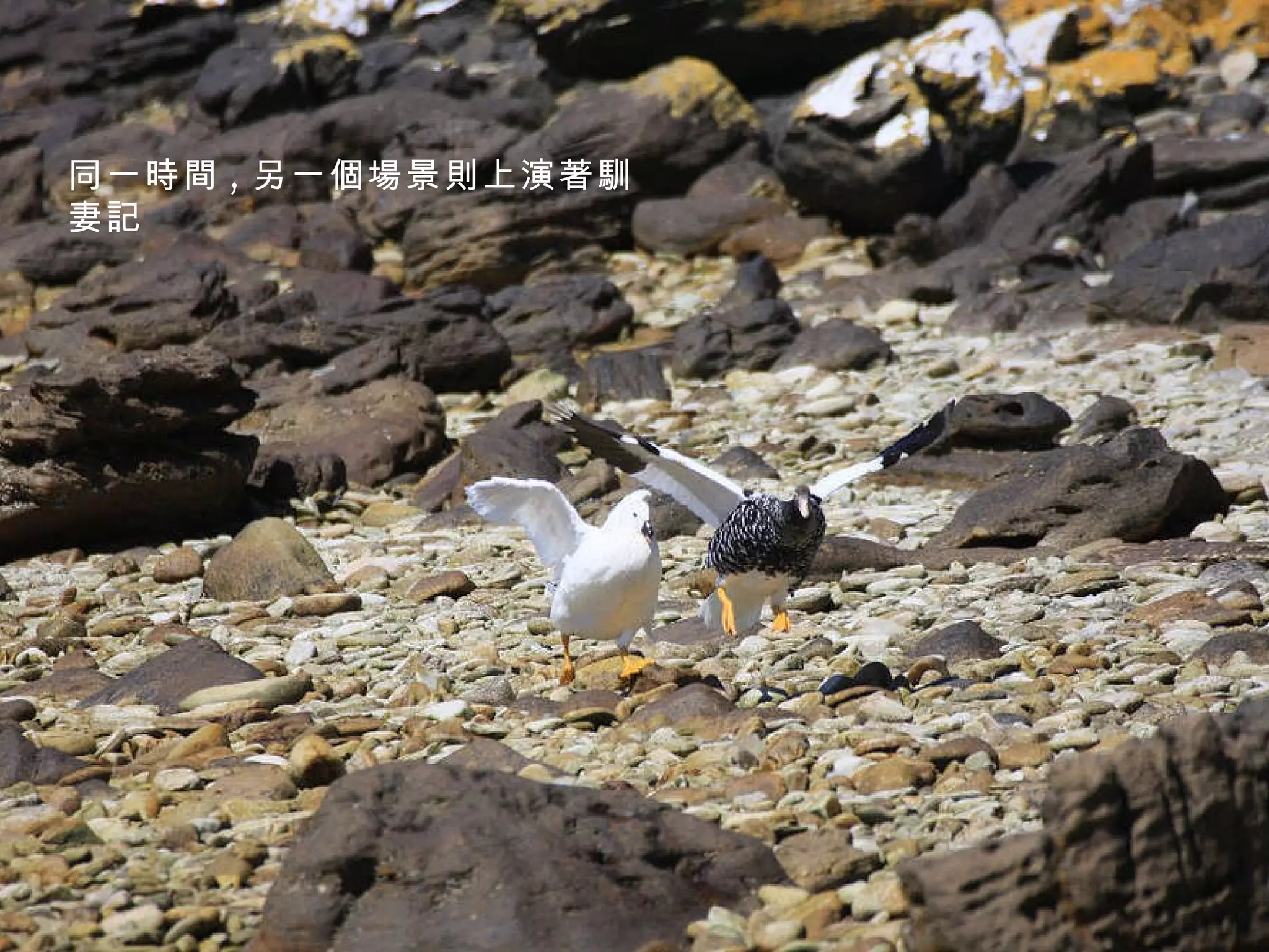 同一時間 , 另一個場景則上演著馴妻記 