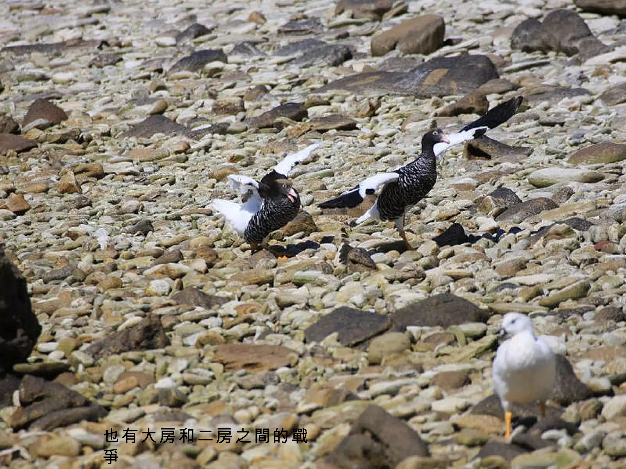 也有大房和二房之間的戰爭 