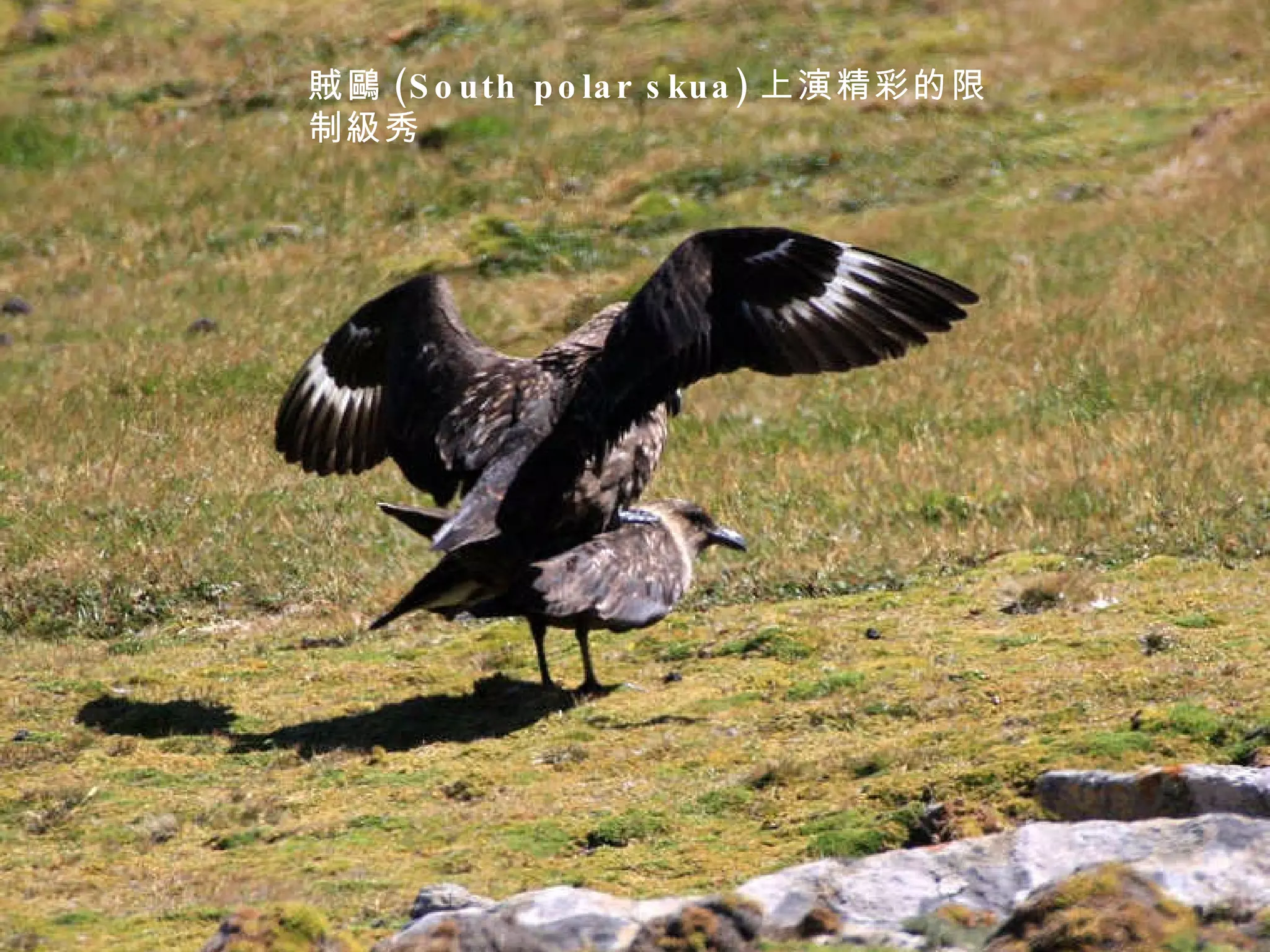 賊鷗 (South polar skua) 上演精彩的限制級秀 