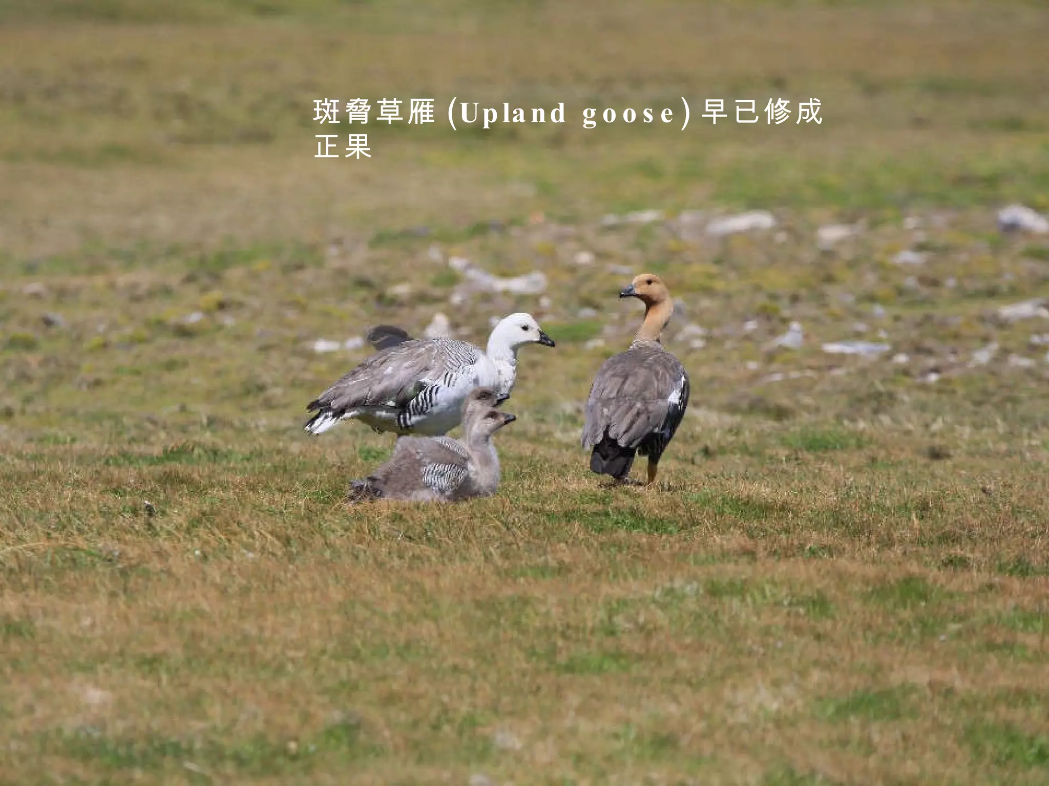 斑脅草雁 (Upland goose) 早已修成正果 