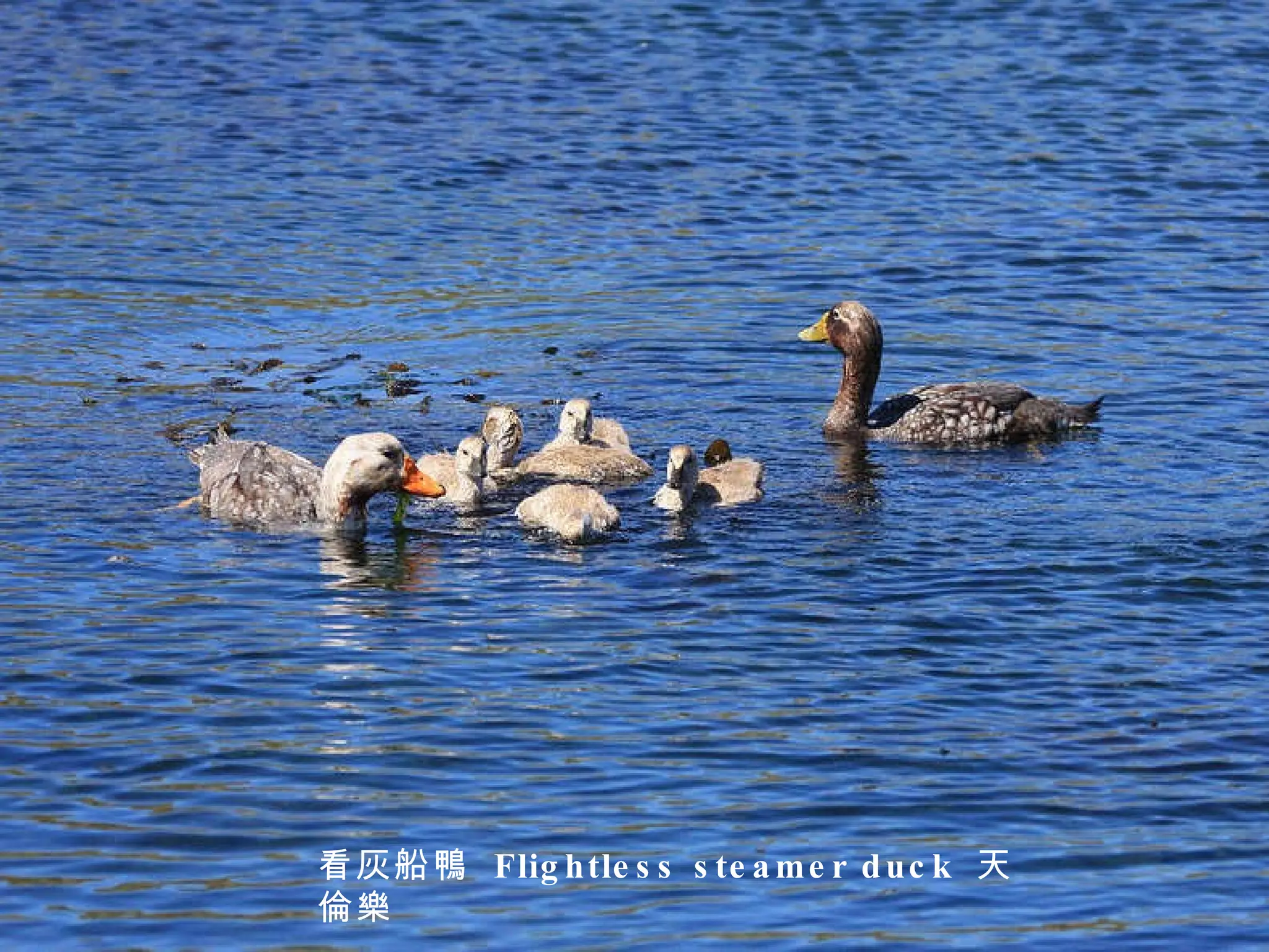 看灰船鴨  Flightless steamer duck  天倫樂 